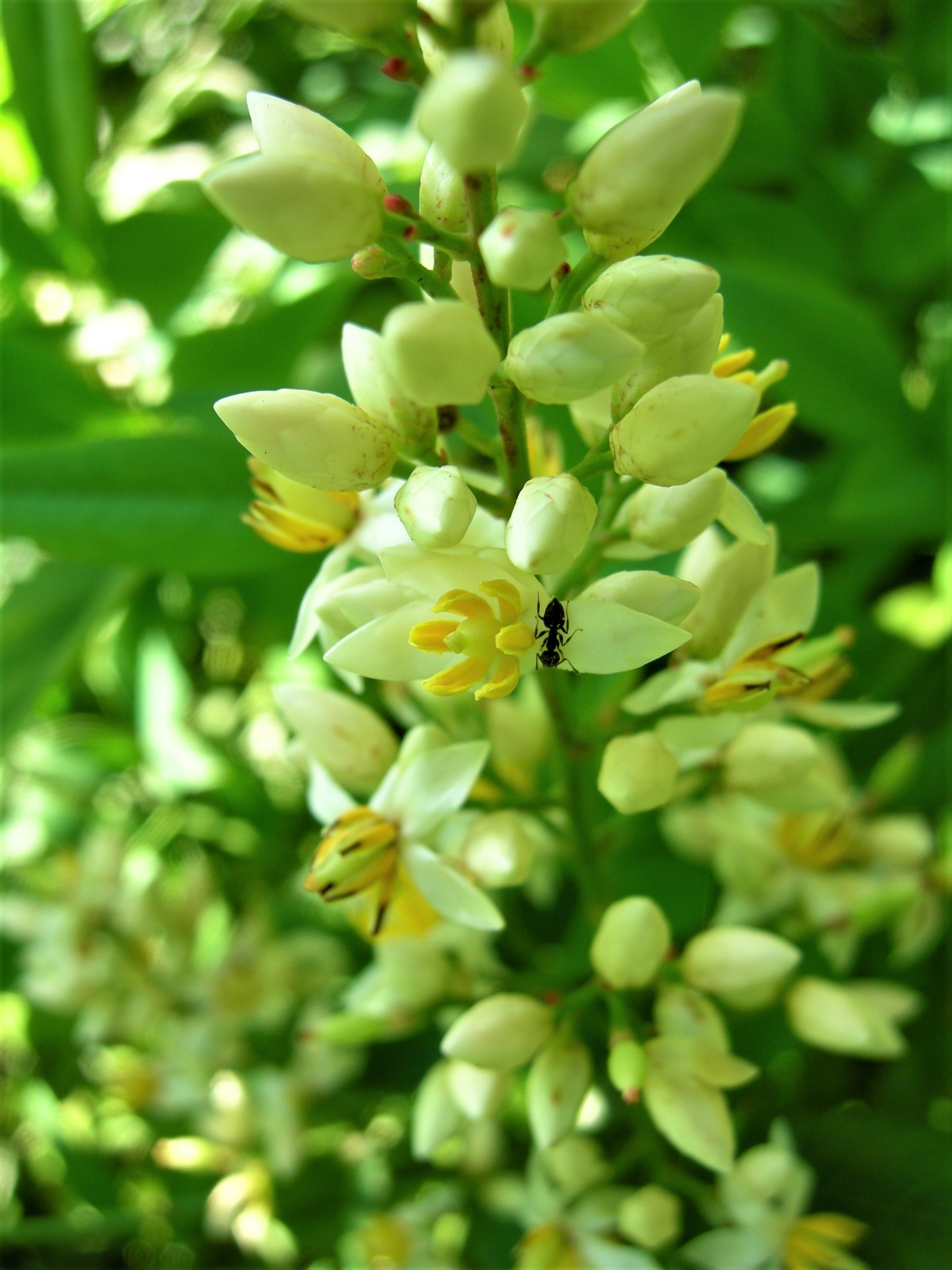 森の植物の歳時記」～1月に紹介した植物（上）》｜公益財団法人